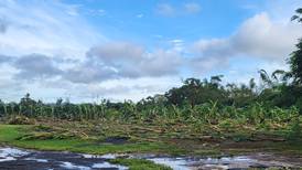 Pérdidas millonarias en la agricultura por impacto del huracán Fiona