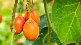 Estudio determina las propiedades nutricionales del tomate de árbol