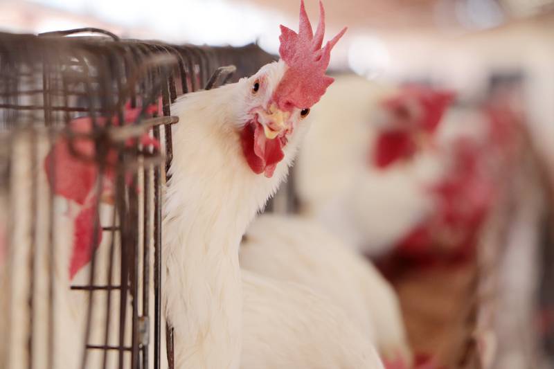Gripe aviar AH5N1 detectan casos en granjas de Aguascalientes