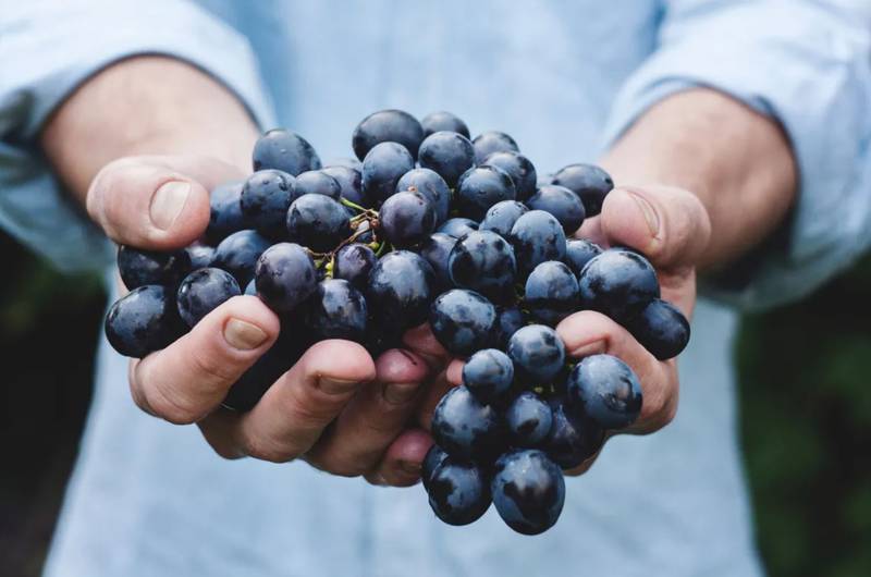 Comer uvas previeme el cáncer tras la exposición a rayos UV | Foto: Referencial