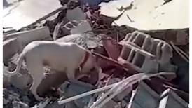 Perrito lleva comida a su dueño atrapado entre los escombros tras terremoto en Turquía