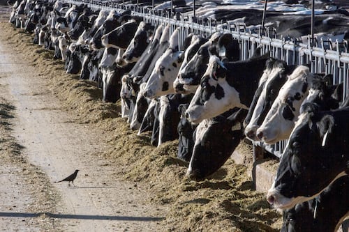 Vacas lecheras dan positivo a influenza aviar 