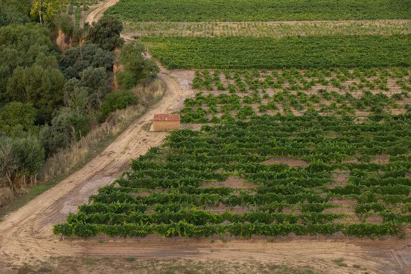 D.O. Rueda y D.O. Ribera del Duero