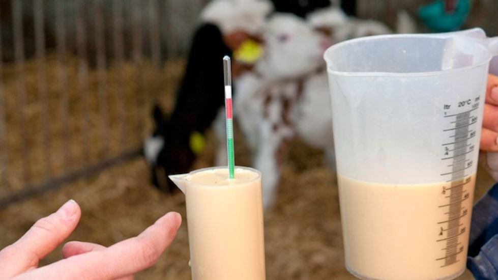 Los seres humanos llevan siglos consumiendo y utilizando la "leche milagrosa" con diversos fines. | Foto: Referencial