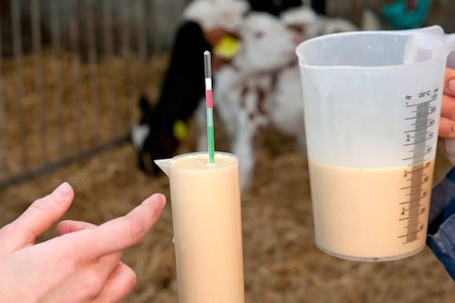 La “Leche milagrosa” de la vaca se vuelve viral en redes sociales por sus beneficios para la digestión, la piel y más