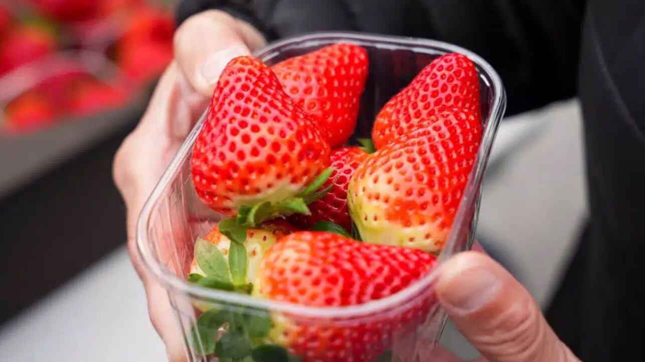 El consumo de fresas es bueno para el organismo. | Foto: Referencial