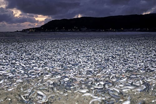 Miles de toneladas de sardinas muertas saturan playa en norte de Japón