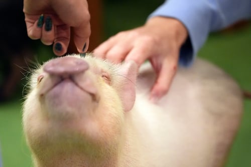 En los cafés de moda en Japón, los clientes disfrutan mimando a cerdos