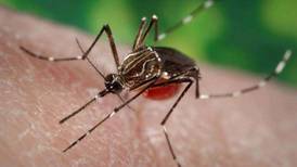 Estudio revela que el olor a coco puede ahuyentar a los mosquitos